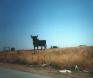 25_bull_spain.JPG
